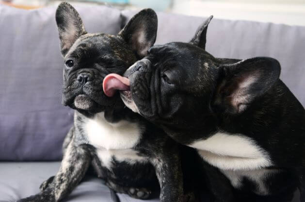 Bulldogs