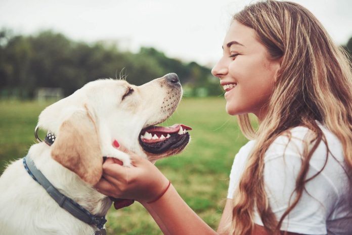 loving dog as pet