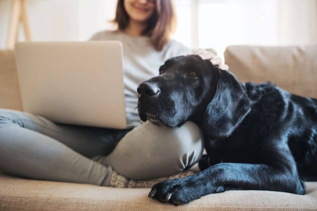 snuggle with dog on sofa