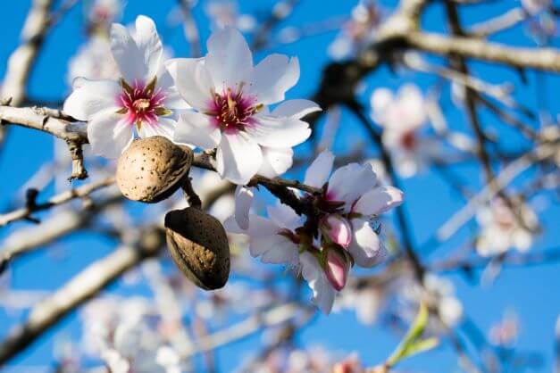 Almond Blossom