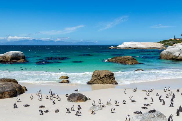 Boulders Beach and Penguins