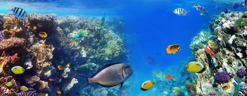 Colorful coral reef fishes of the Red Sea.