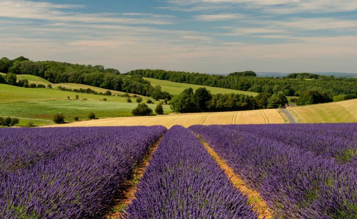 lavender fields in the uk
