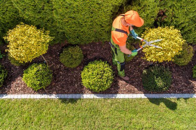 topiary shaping