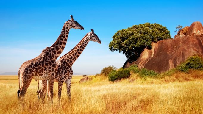 The Best Countries to Visit in Africa in your Lifetime 6 Giraffes in the African savannah. Serengeti National Park. Africa. Tanzania.