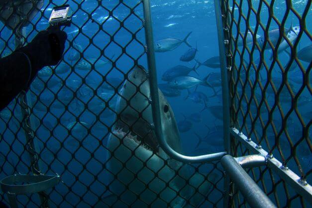 Cage diving with Great White Sharks in South Africa