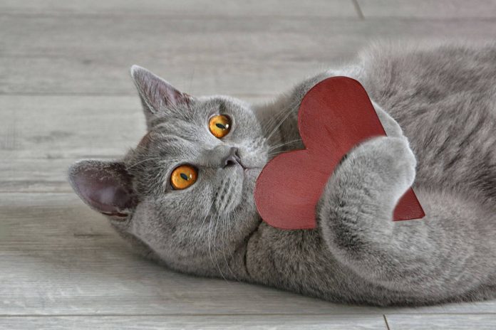 cat on laminate floor