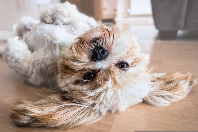 dog on laminate floor