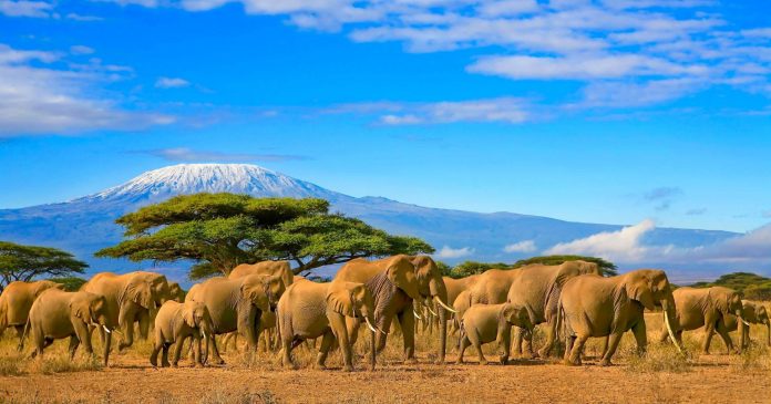 elephants in africa