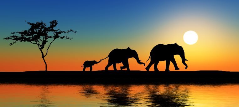 family of elephants in Kenya