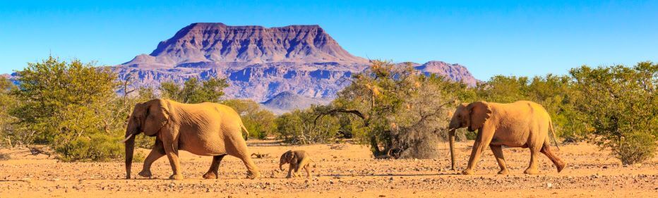 elephants in Namibia