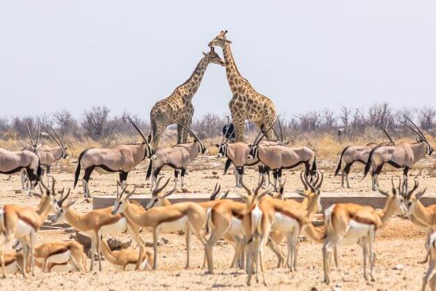 safari in Namibia