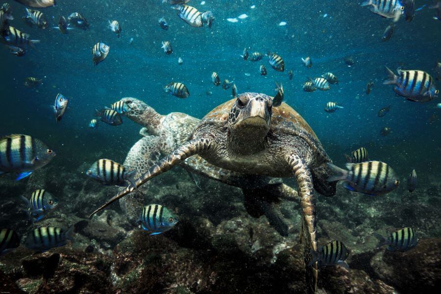 Green sea turtle in Galapagos Islands
