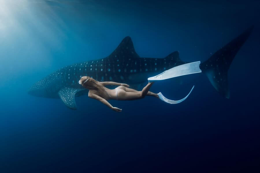 Whale Sharks in