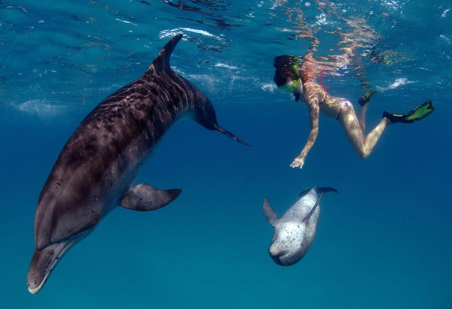 Wild Atlantic spotted dolphins in Bahamas