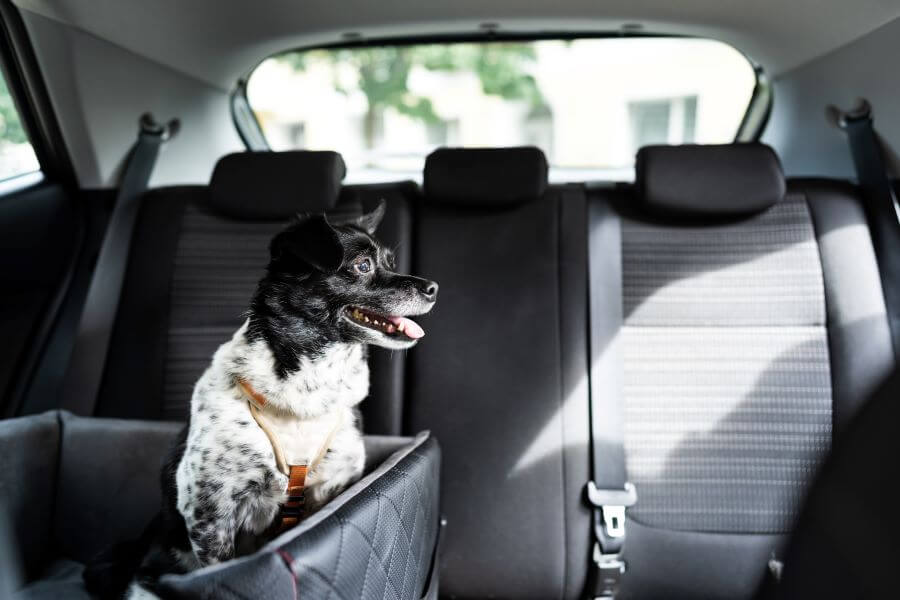 dog in luxury padded bed in rear seat of car