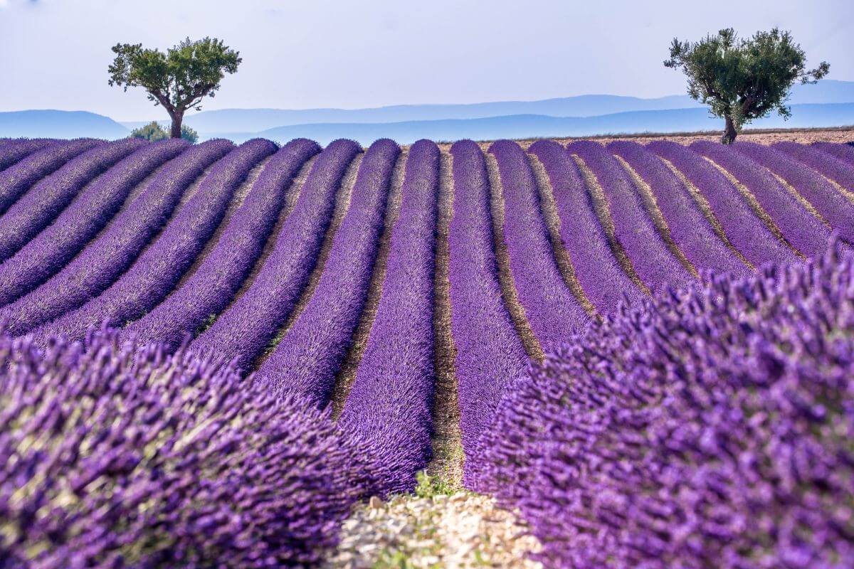 beautiful lavender fields in provence